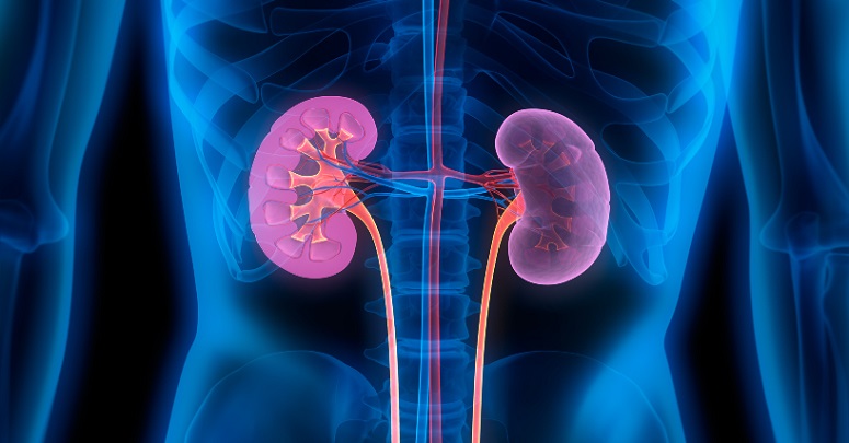 Image: The new genomic method has huge implications for patients with kidney failure (Photo courtesy of Newcastle University)
